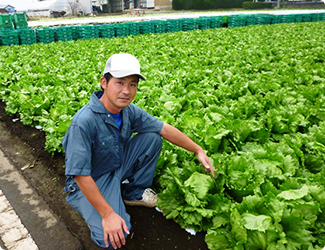 摩斯一律使用日本国产生蔬菜