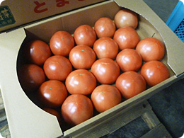 箱詰めされた田辺さんのトマト