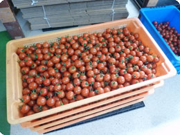 収穫されたミニトマト