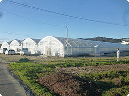 選果場施設内にある研修用のトマトハウス