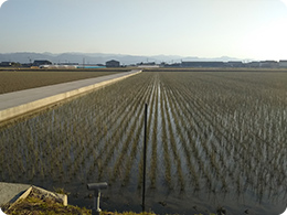 イグサ畑