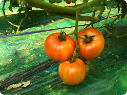 同じ組合農家さんの越冬作トマト