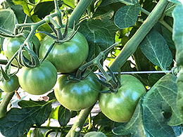 2.手嶋さんが栽培しているトマト