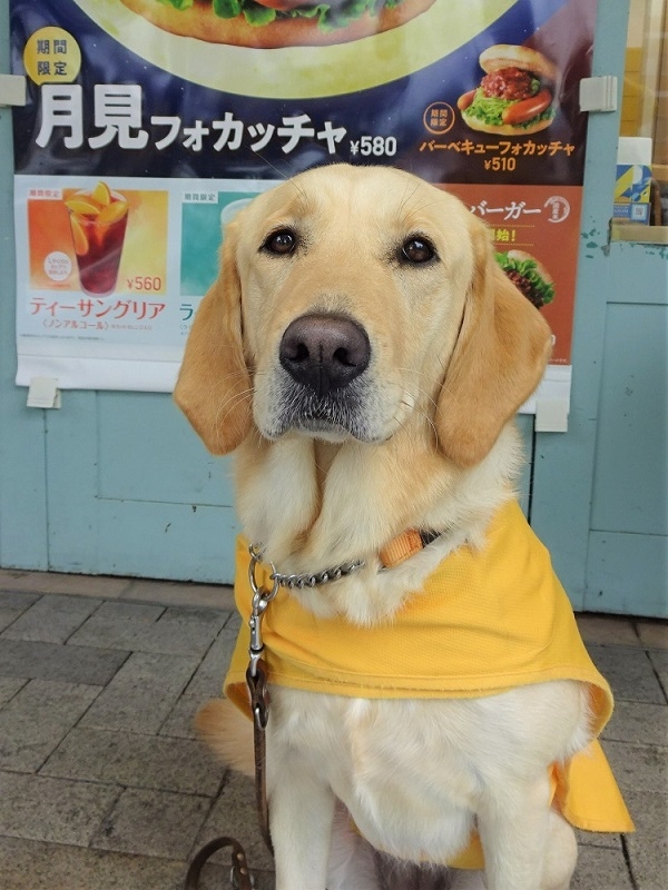 募金活動には盲導犬も参加